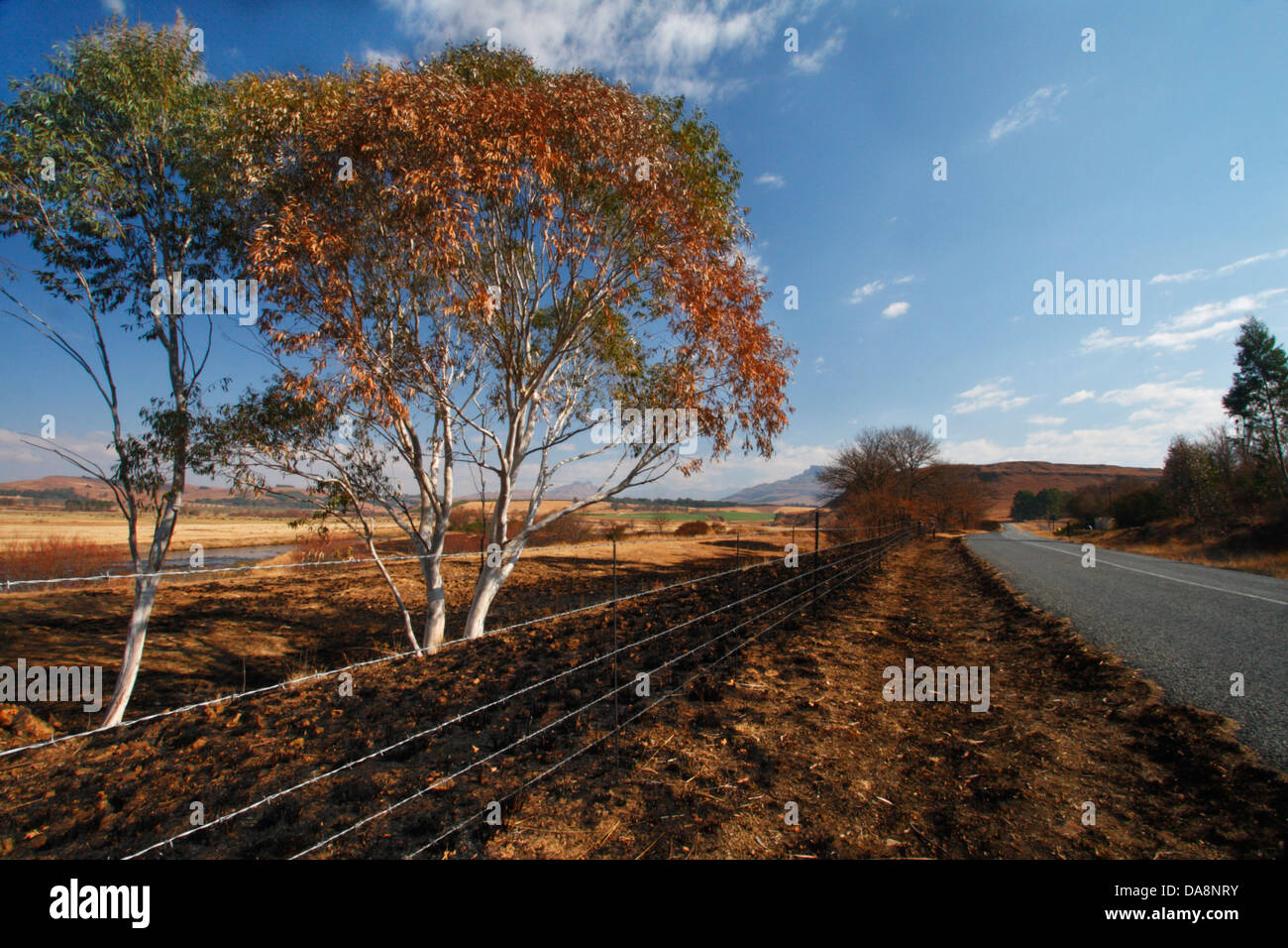 Eucalyptus or Gum trees in the Mzimkulu River Valley on the way to the