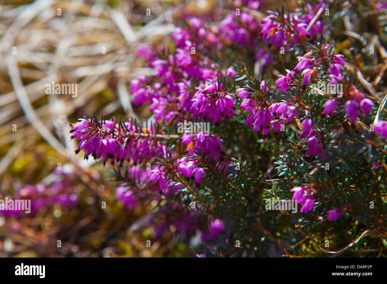 Austria, Europe, Tyrol, Mieming, wood, forest, flowers, heather, moor plant, snowy moor, Red