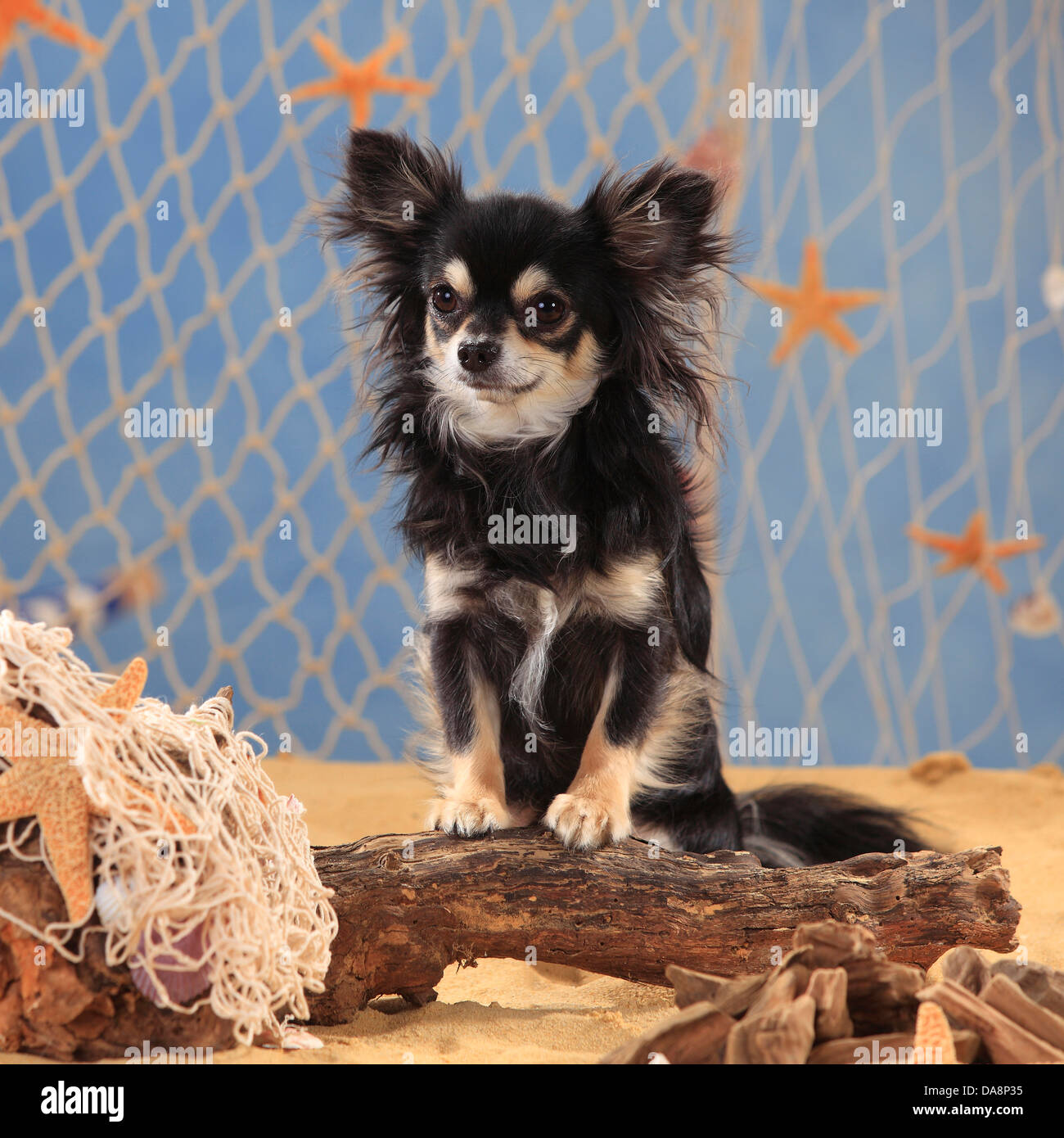 Full Grown Black And White Long Haired Chihuahua Cenfesse