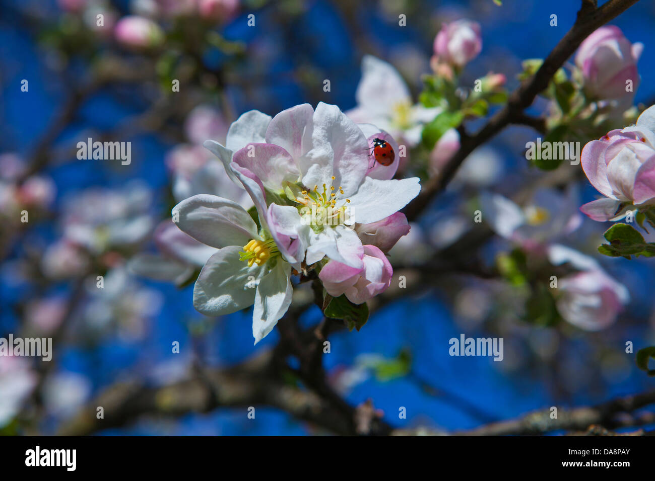 Austria, Europe, Tyrol, Gurgltal, Tarrenz, apple tree, blossoms, flourish, apple blossoms, ladybirds, beetles, sky, blossoming, Stock Photo
