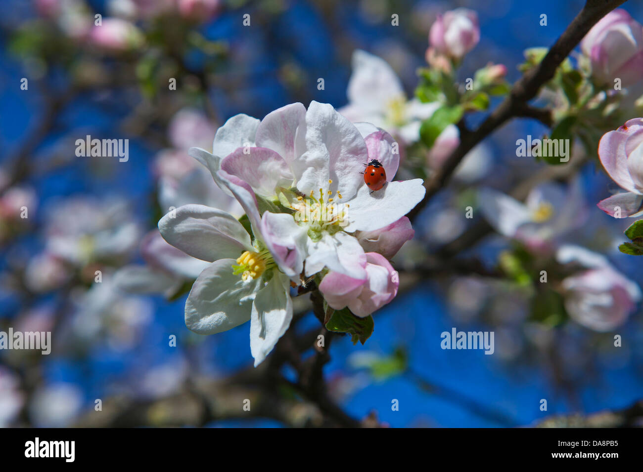 Austria, Europe, Tyrol, Gurgltal, Tarrenz, apple tree, blossoms, flourish, apple blossoms, animal, beetle, ladybird, nature, hea Stock Photo