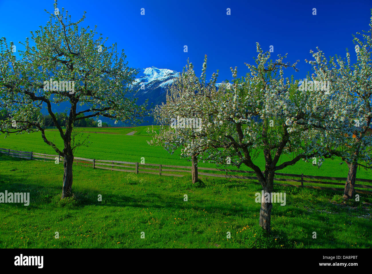 Austria, Europe, Tyrol, Mieminger plateau, Mieming, Barwies, spring, trees, blossoms, flourish, flower trees, orchard, mountains Stock Photo