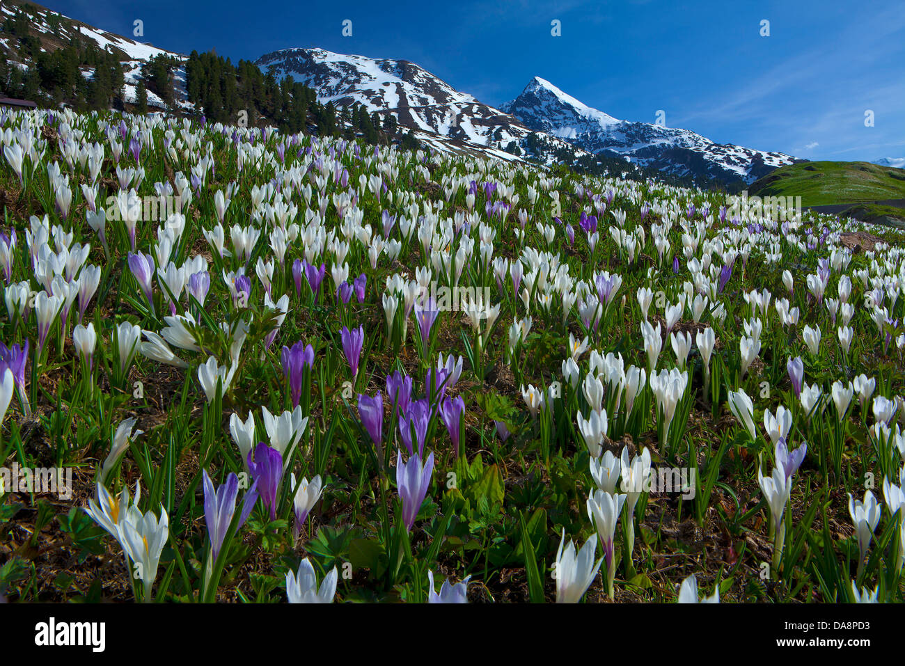 Austria tyrol meadow mountains flowers hi-res stock photography and ...