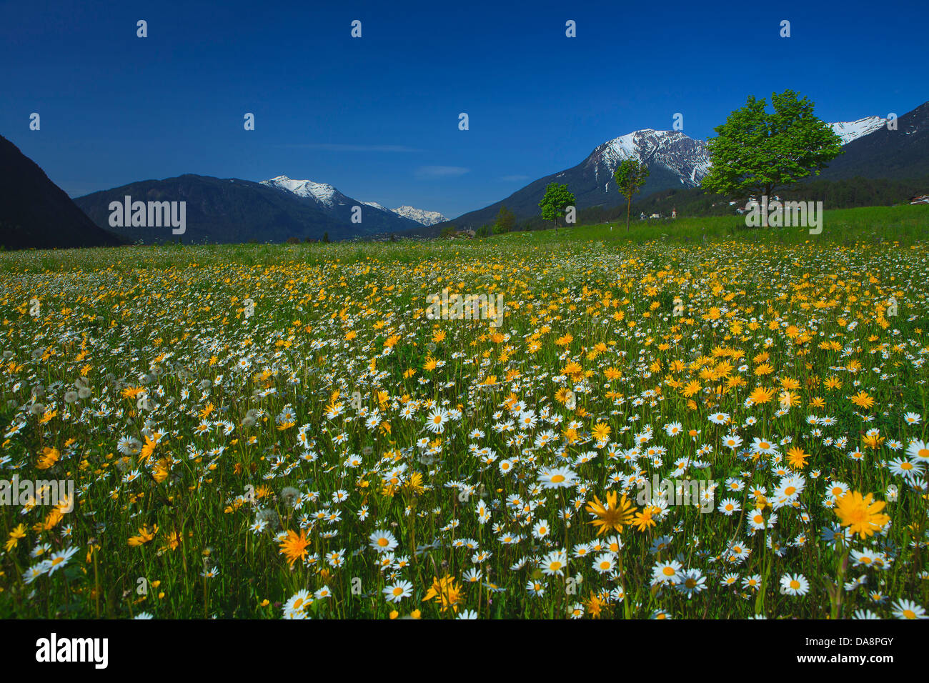 Austria, Europe, Tyrol, Gurgltal, Tarrenz, meadow, summer, summer meadow, marguerite meadow, mountains, snow, sky, nature, agric Stock Photo