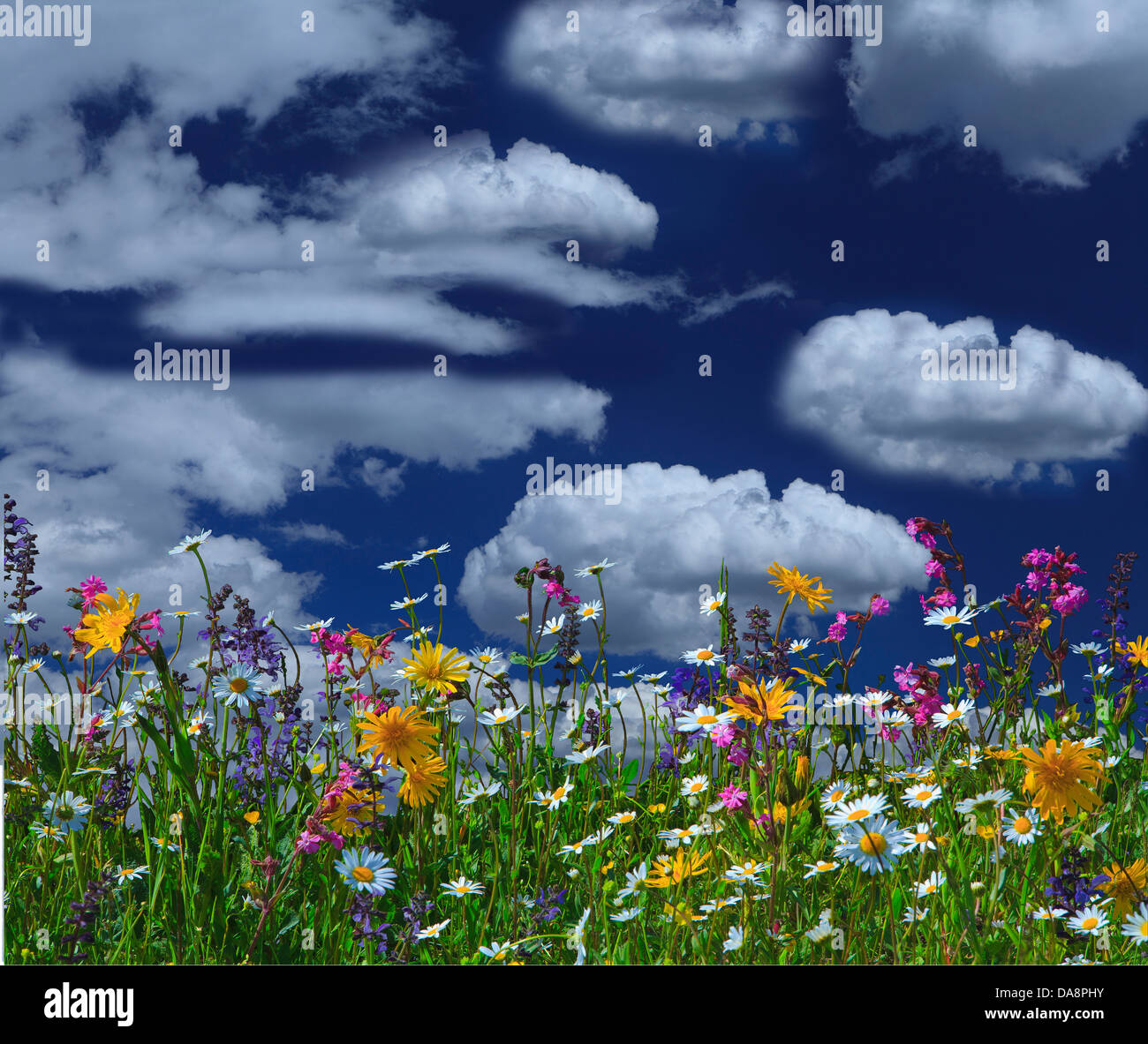 Austria, Europe, Tyrol, Gurgltal, Tarrenz, meadow, flowers, clouds, nature, healthy, undamaged, world, marguerites, Klichtnelke, Stock Photo