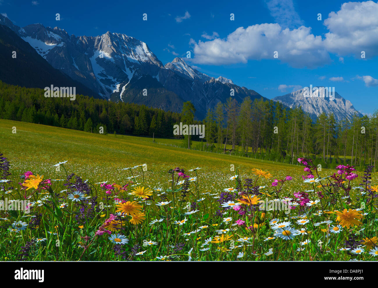 Austria, Europe, Tyrol, Mieminger plateau, Obsteig, summer, spring, meadow, flowers, flower meadow, Alpine, flowers, wood, fores Stock Photo