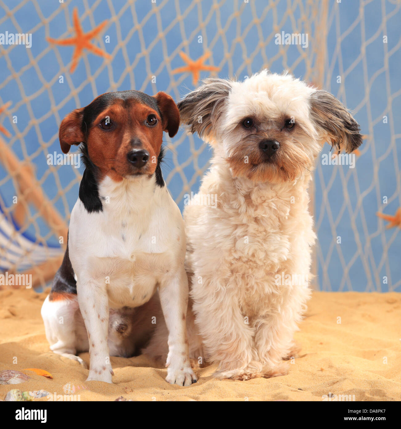 Jack Russell Terrier and Mixed Breed Dog JackRussellTerrier und