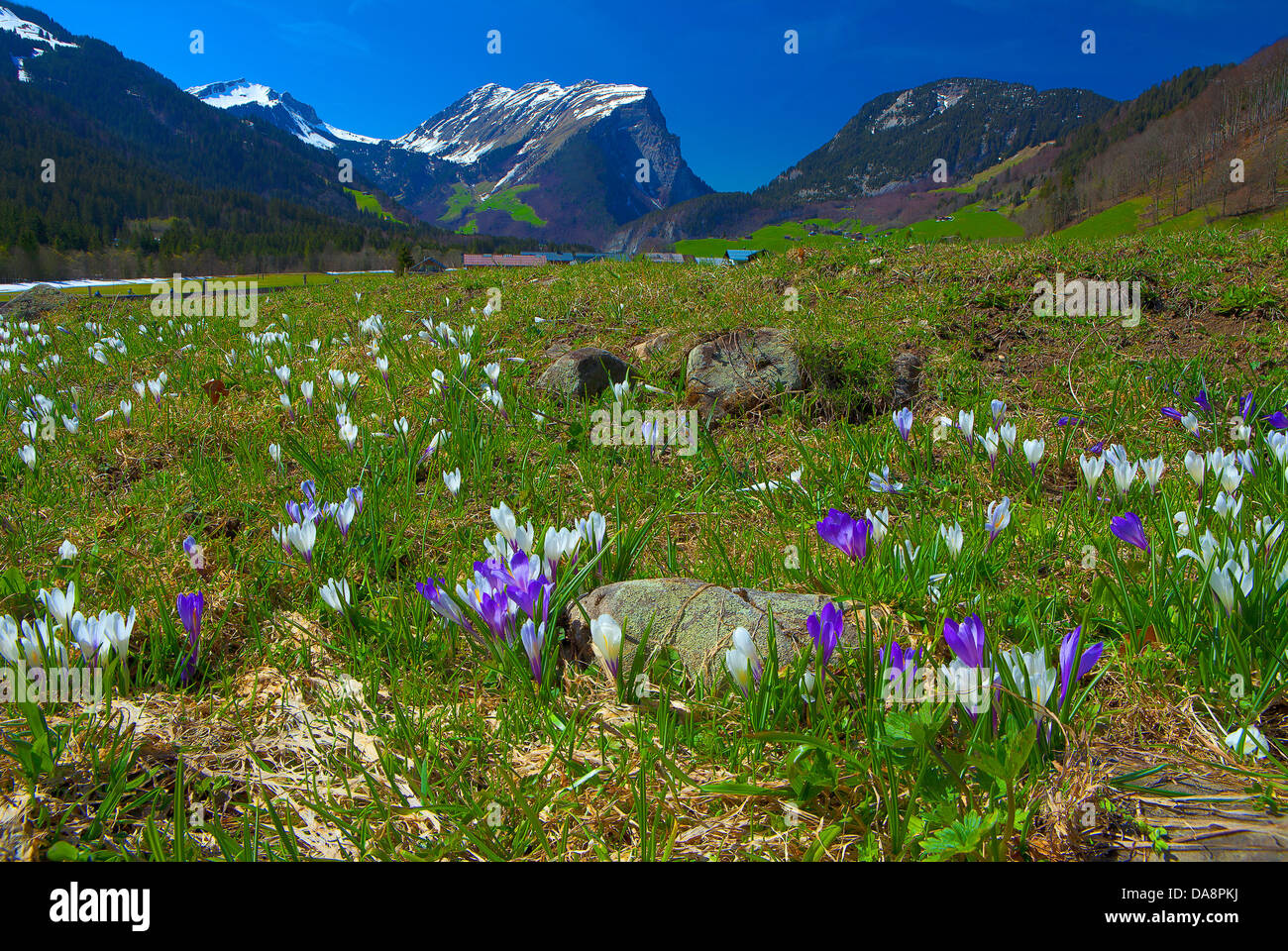 Austria, Europe, Vorarlberg, Bregenzerwald, Schoppernau, crocuses ...