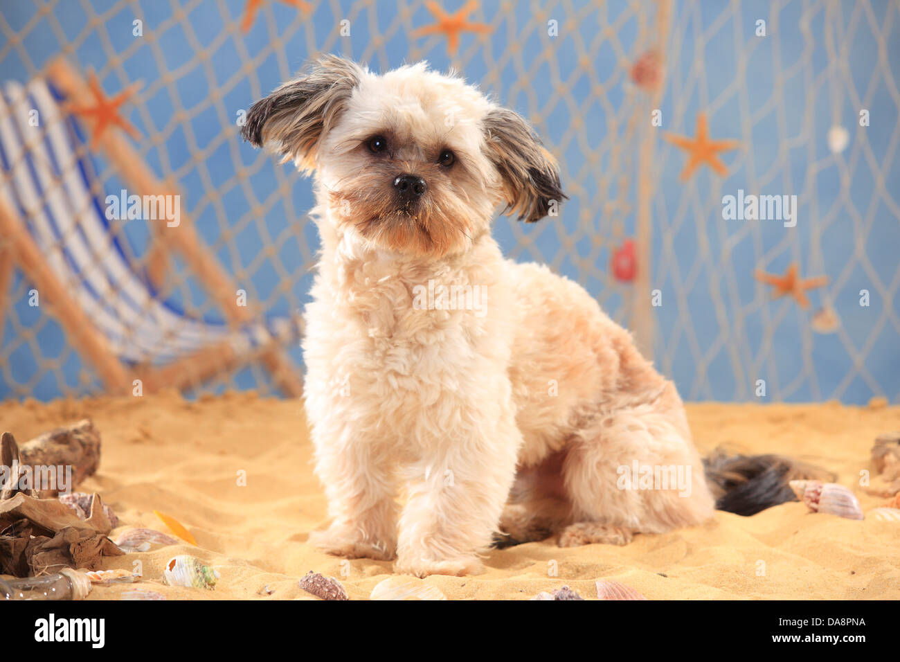 Mixed Breed Dog |Mischlingshund, Ruede Stock Photo