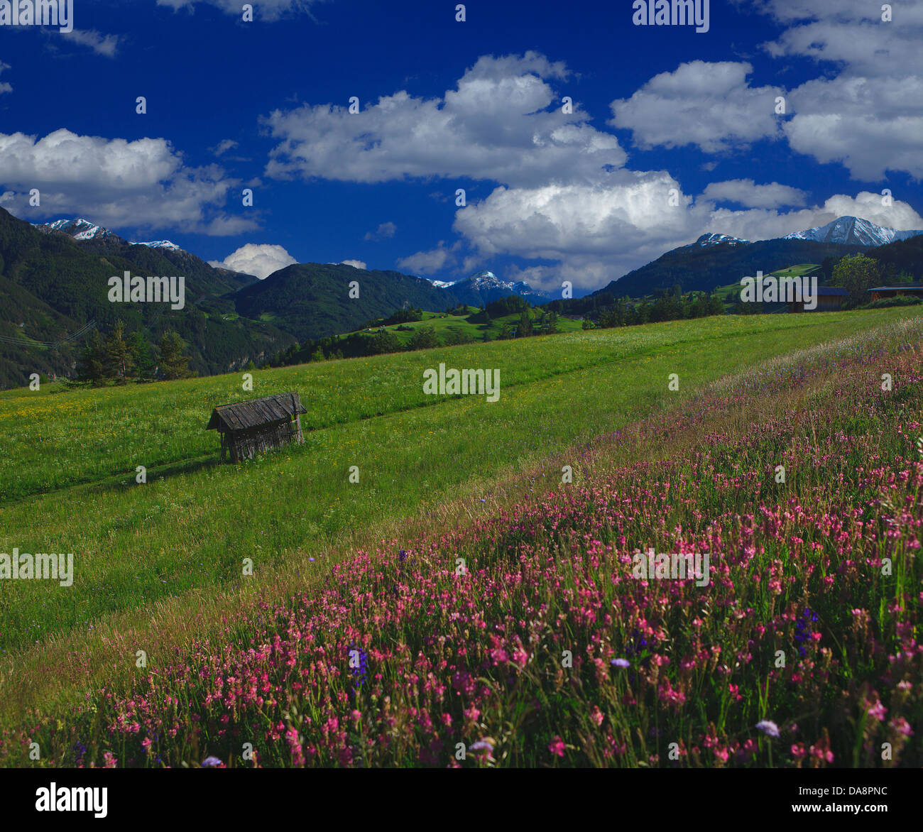 Austria, Europe, Tyrol, uplands, Oberes Gericht, Ladis, meadow, flower meadow, Esparsette, Heinzenhänge, mountains, sky, clouds, Stock Photo