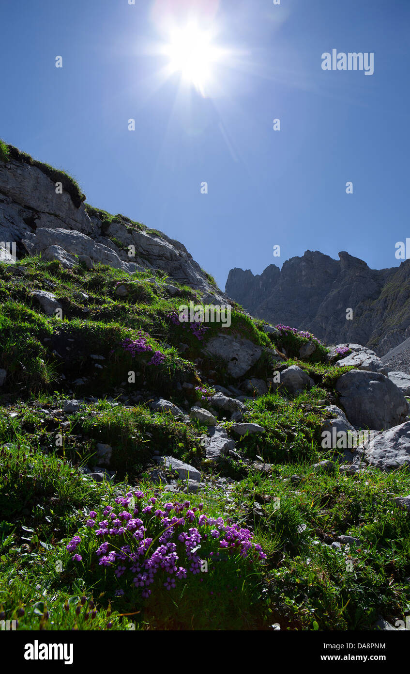 Austria, Europe, Tyrol, Ehrwald, Mieminger chain, Coburger hut, Drachenkar, flowers, Alpine, flowers, rock, cliff, mountains, su Stock Photo