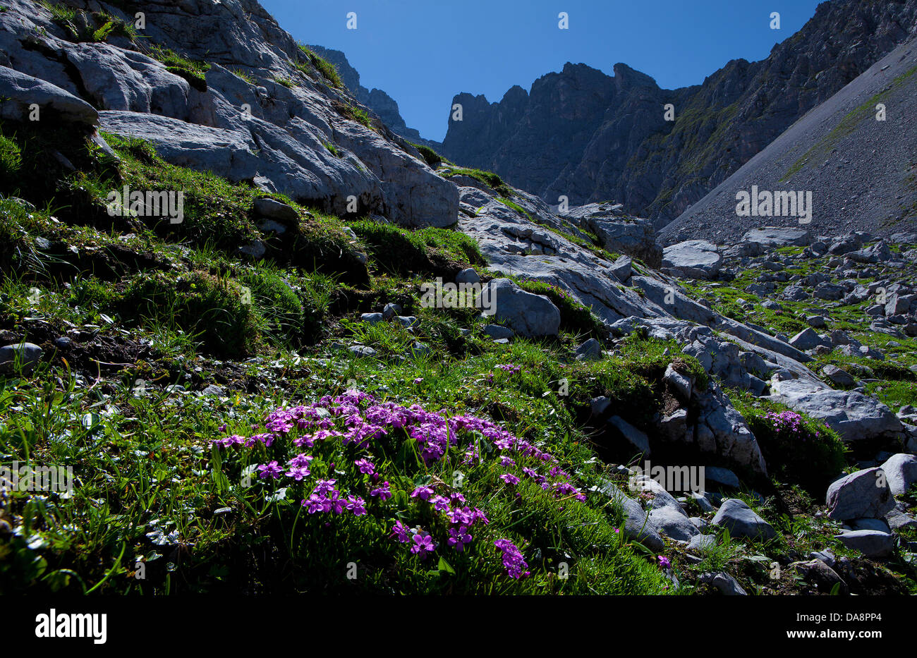 Austria, Europe, Tyrol, Ehrwald, Coburger hut, Drachenkar, Mieminger chain, mountains, green stone, flowers, mountain flowers, A Stock Photo