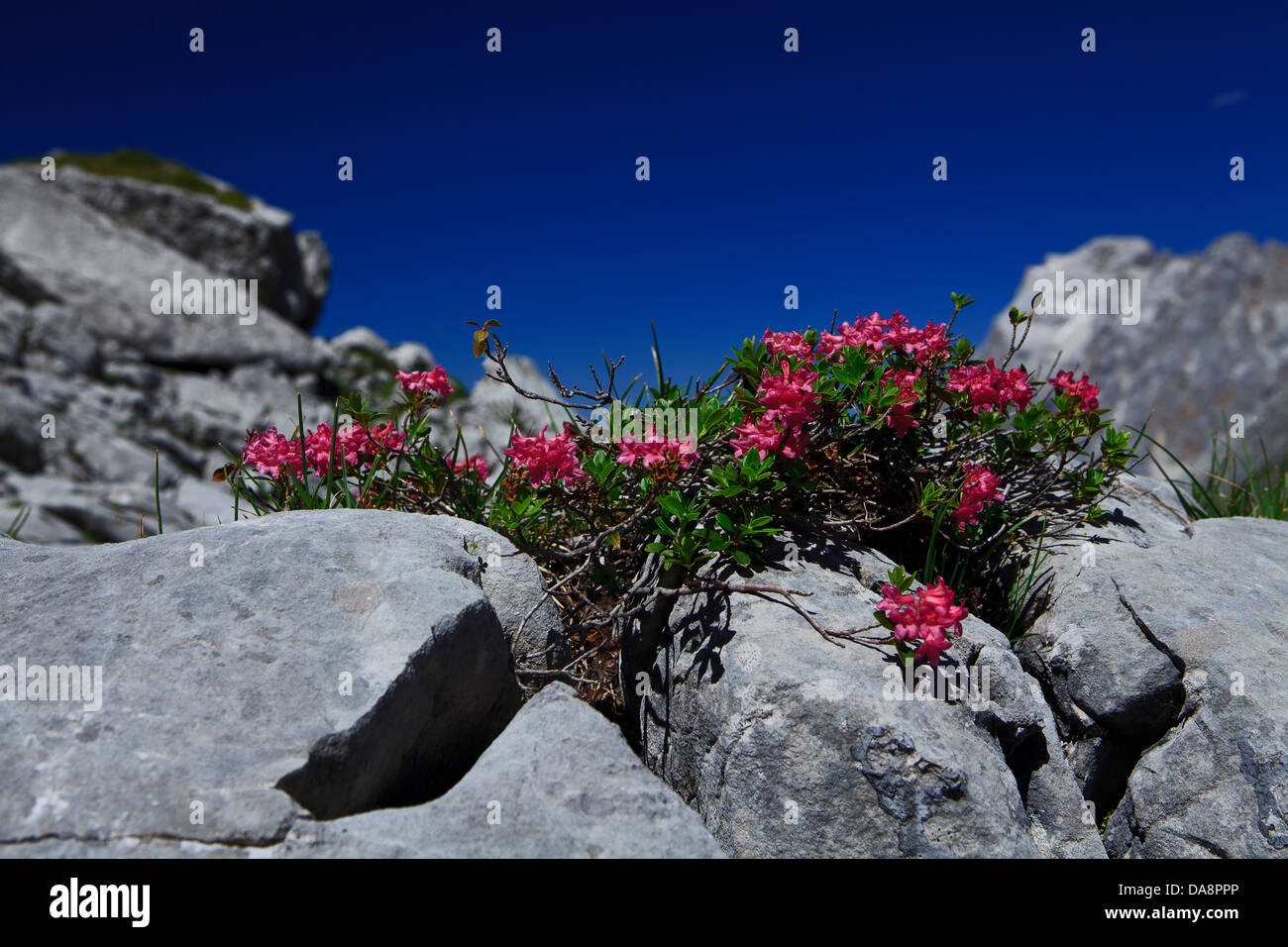 Austria, Europe, Tyrol, Ehrwald, Coburger hut, lime cliff, Alpine, rose, hairy Alpine, rose, rhododendron Hirsutum, two-pronged Stock Photo