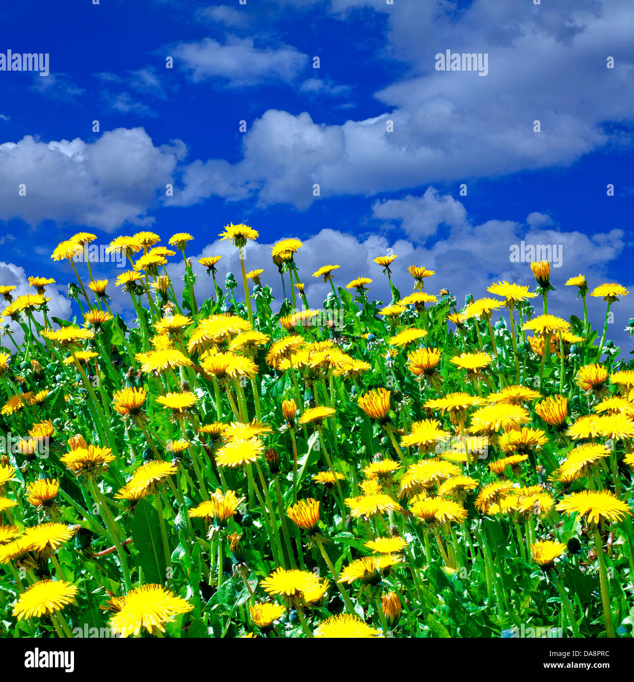 Austria, Europe, Tyrol, Obsteig, meadow, flowers, dandelion, dandelion meadow, Taraxacum Officinale, meadow flowers, sky, clouds Stock Photo