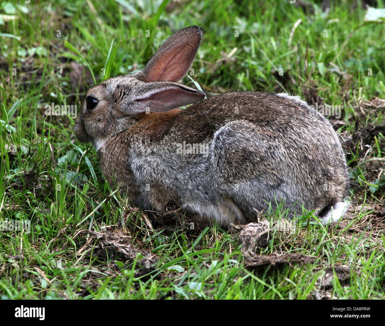 Series of very detailed closeups of wild rabbits (Oryctolagus