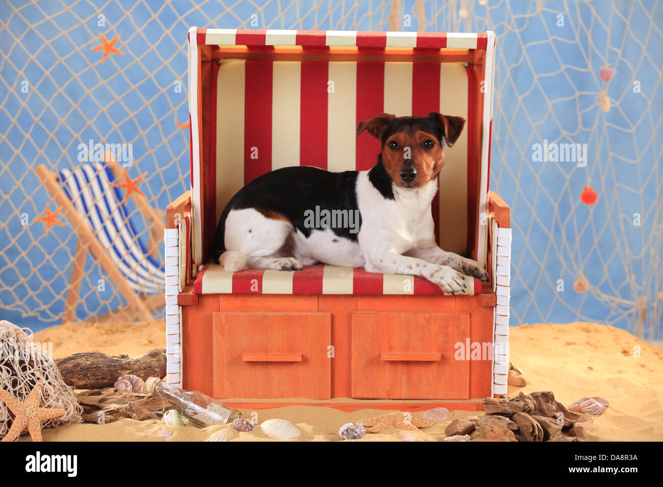 Jack Russell Terrier JackRussellTerrier, Ruede Stock Photo Alamy
