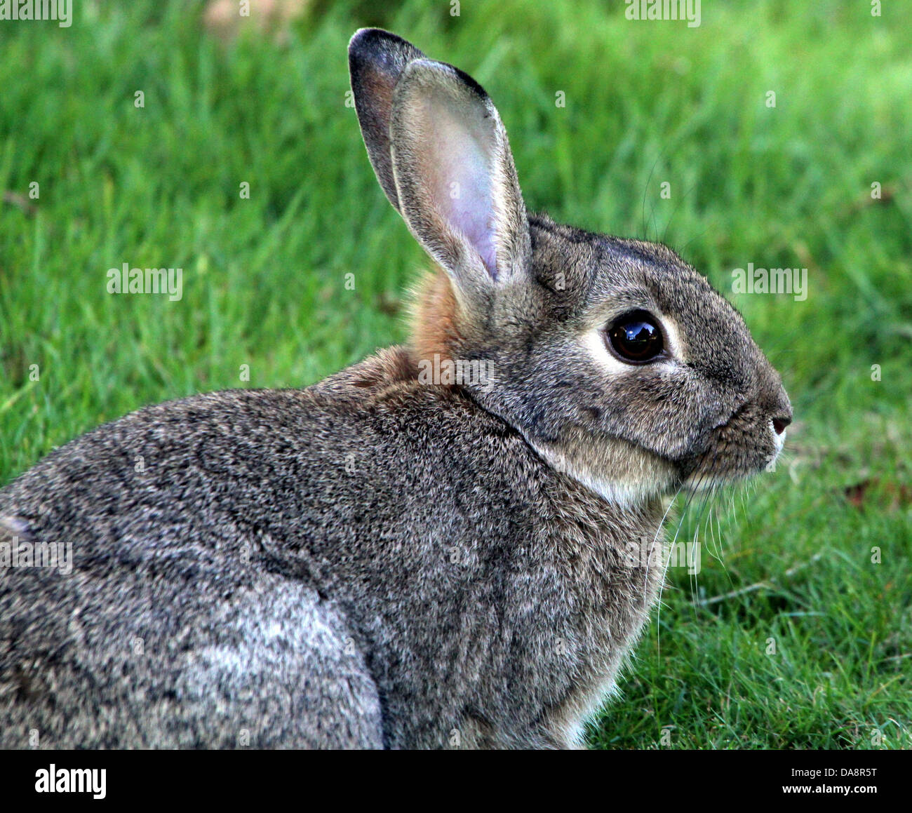 European Wild rabbit  (Oryctolagus cuniculus) portrait, seen in profile Stock Photo