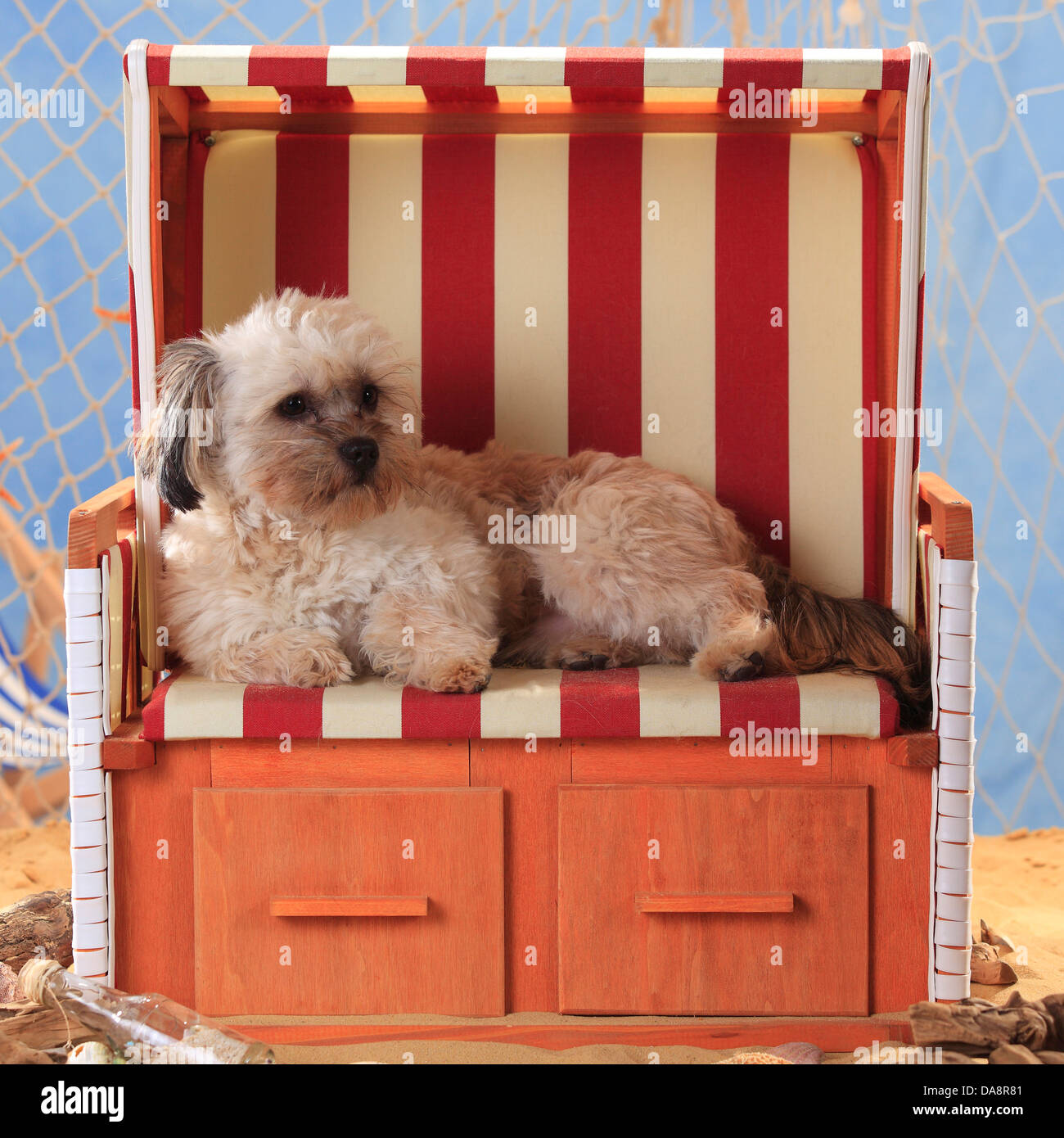 Mixed Breed Dog |Mischlingshund, Ruede Stock Photo