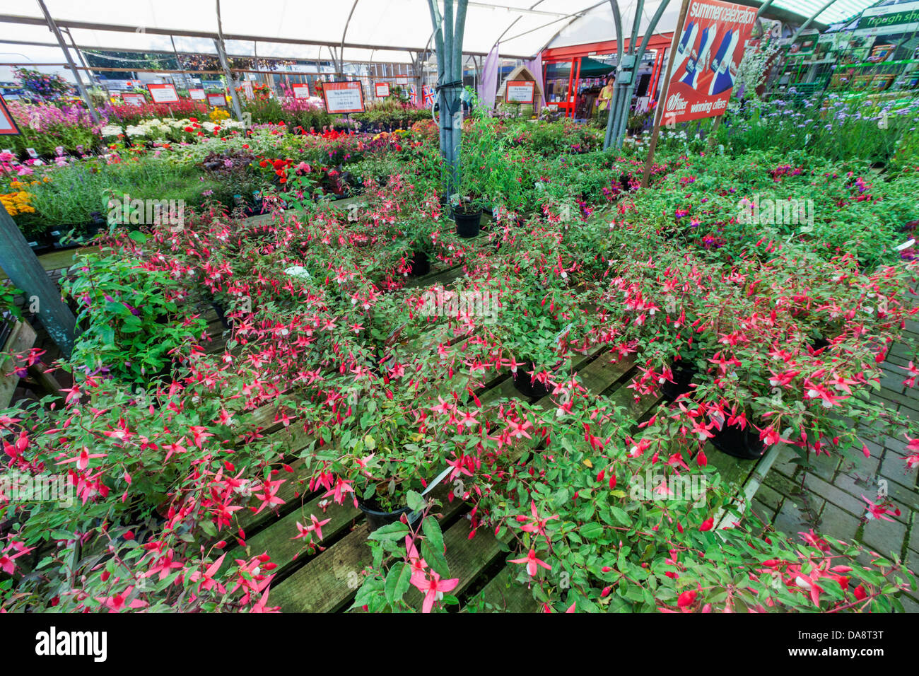 England, Hampshire, Romsey, Hillier Garden Centre, Plants for Sale