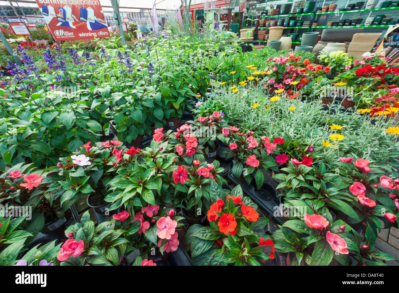 Hillier plants hires stock photography and images Alamy