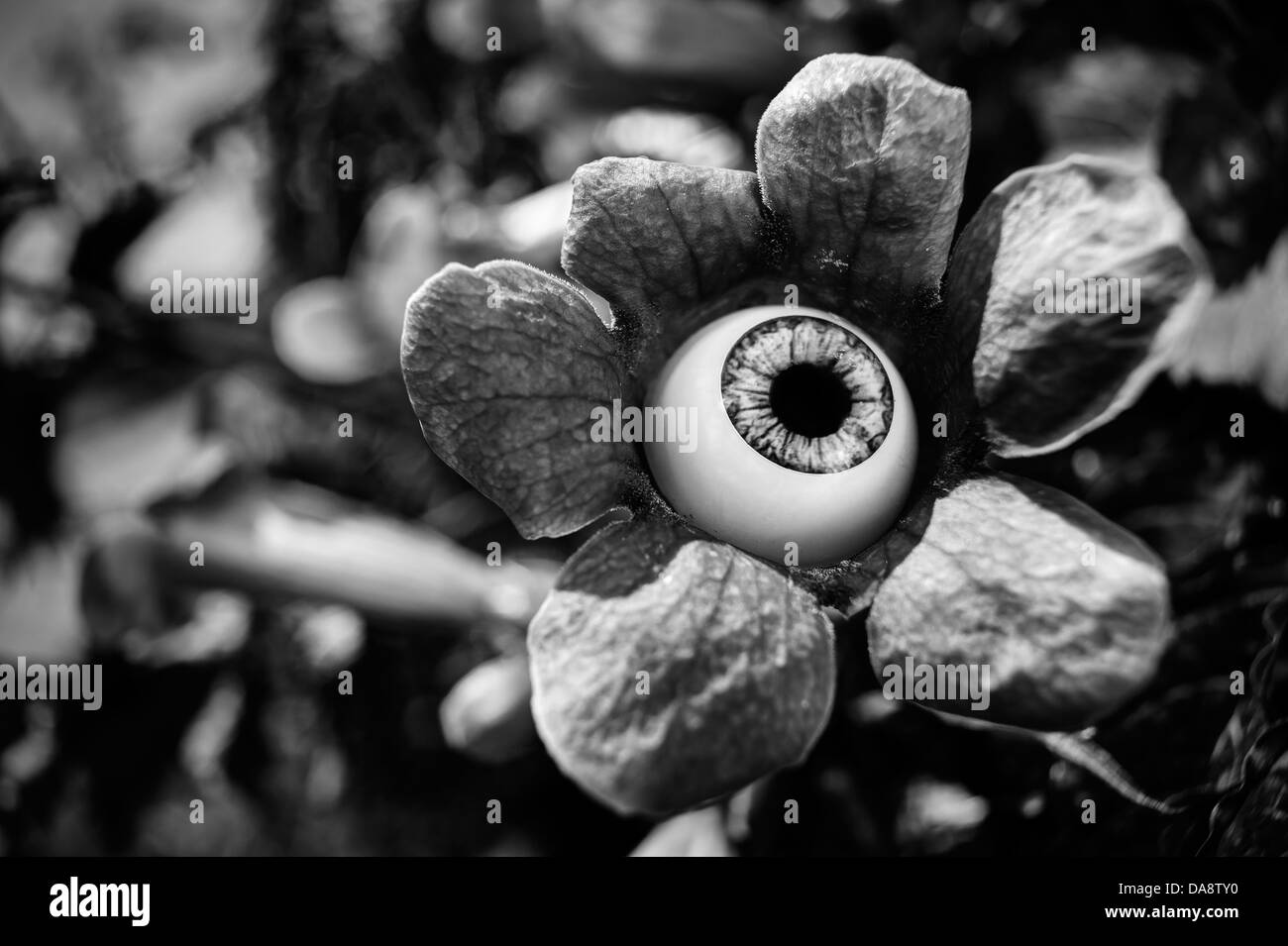 Flower with human eye Stock Photo