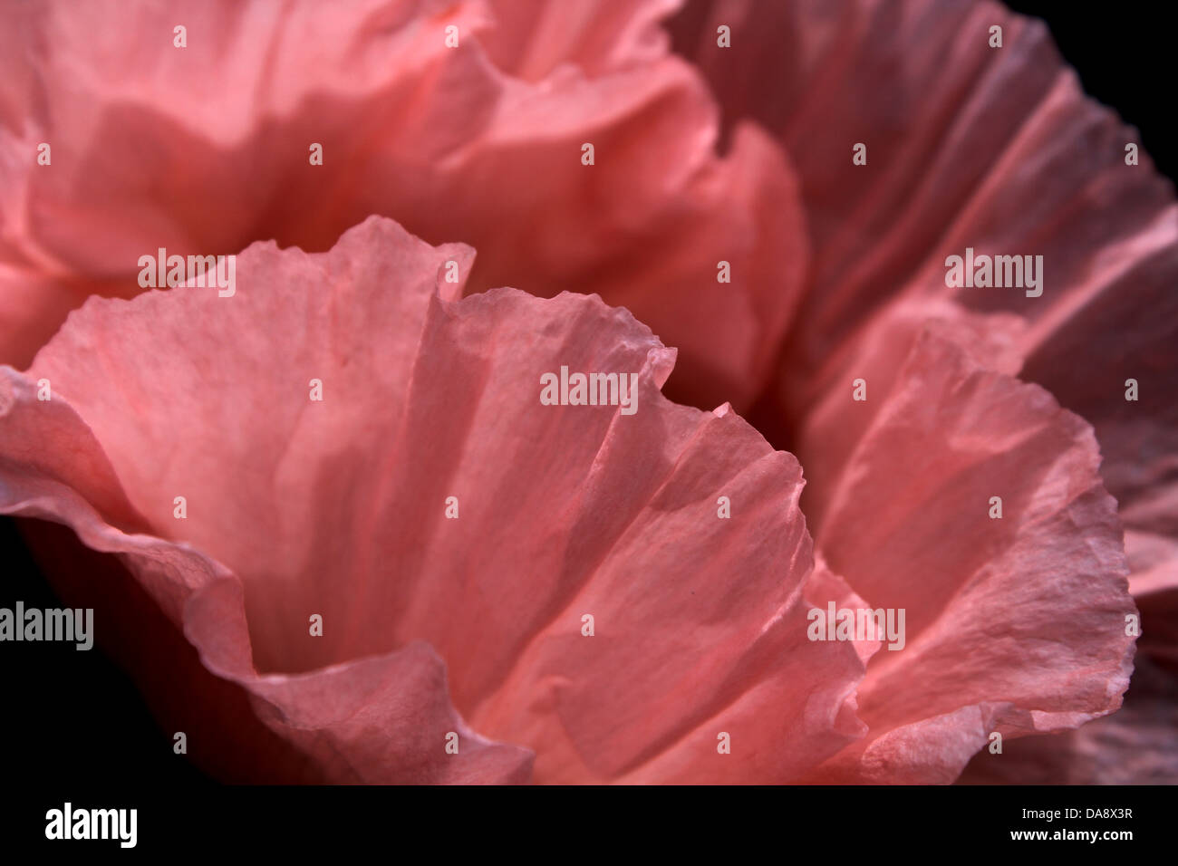 Pink Paper Poppy Stock Photo