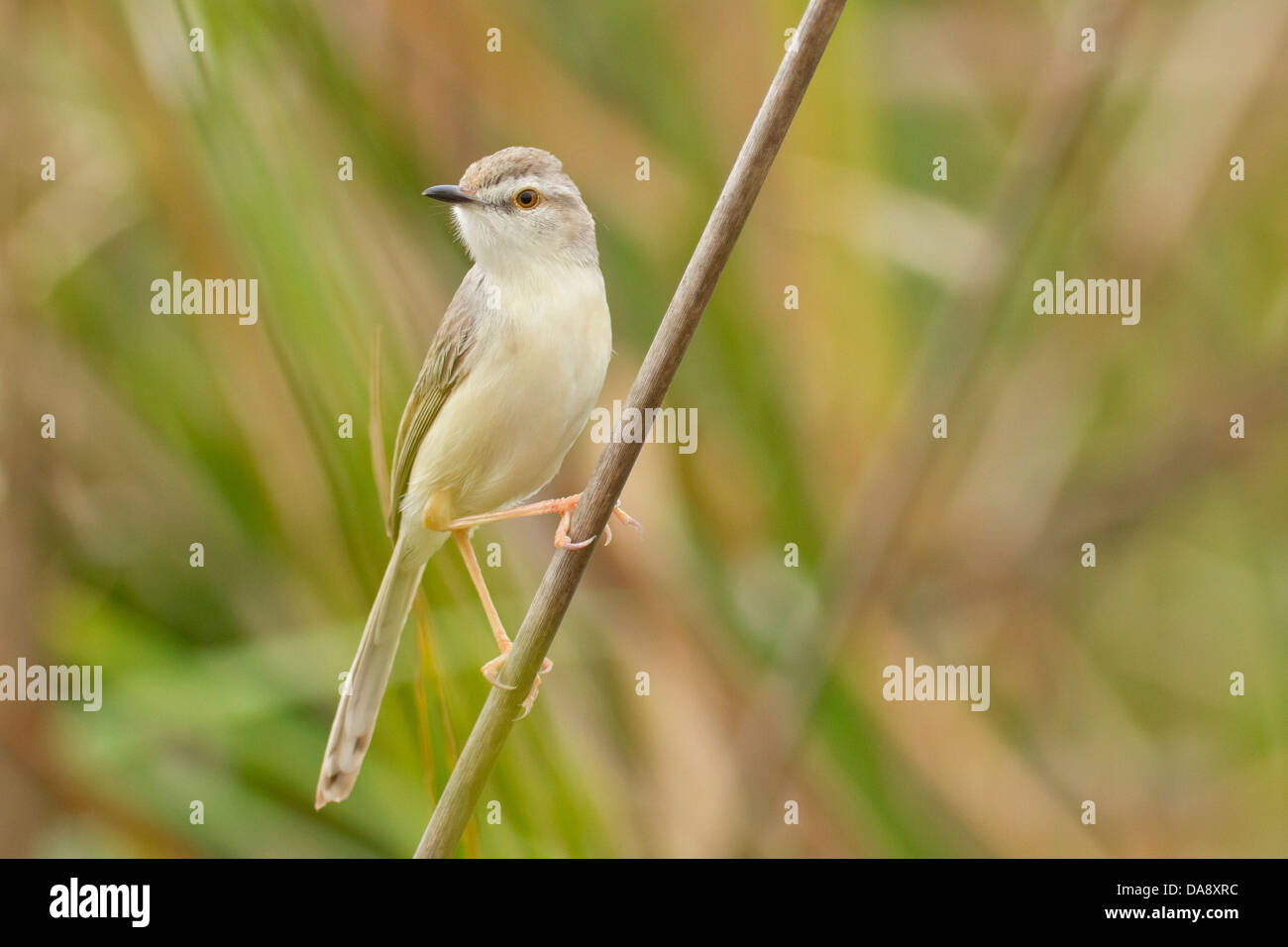 Plain Prinia or White-browed Wren-Warbler (Prinia inornata) Stock Photo
