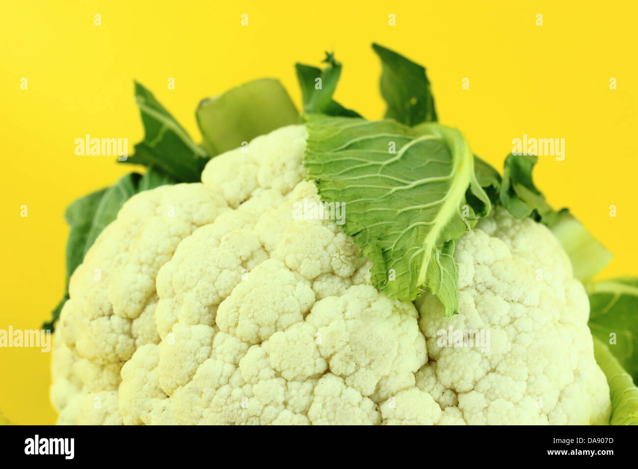 Fresh cauliflower isolated on yellow background . Stock Photo