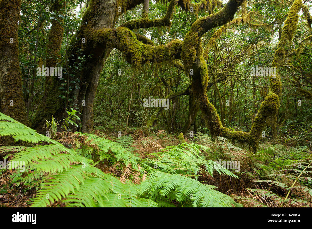Canaries, Europe, Canary islands, La Gomera, Spain, outside, day, nobody, laurel wood, wood, forest, national park, national par Stock Photo