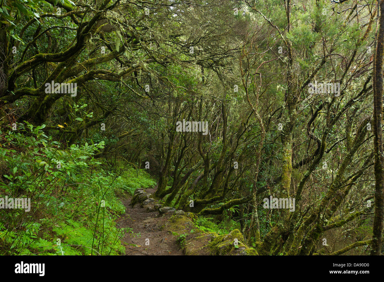 Canaries, Europe, Canary islands, La Gomera, Spain, outside, day, nobody, laurel wood, wood, forest, national park, national par Stock Photo