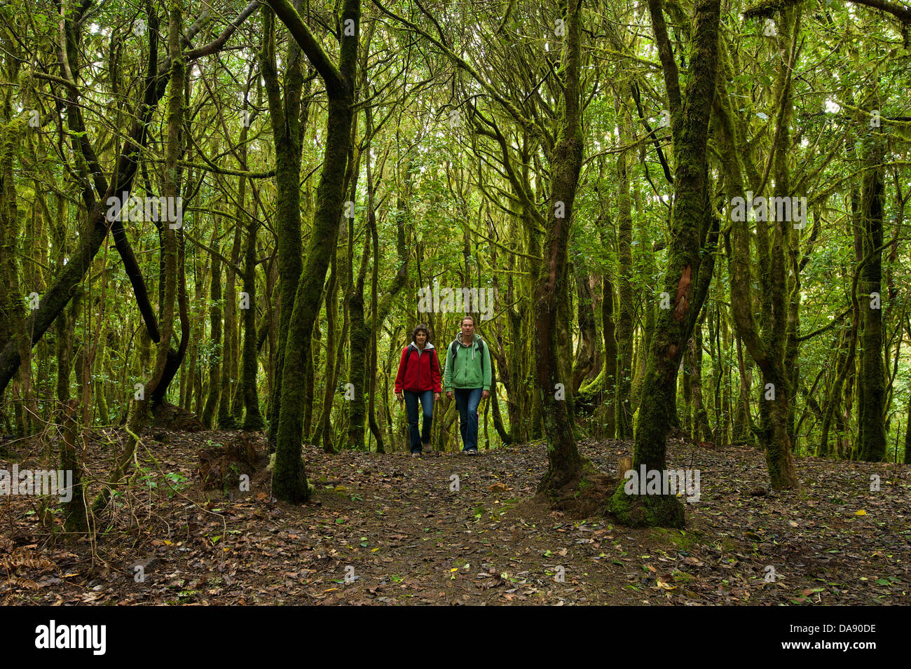 Canaries, Europe, Canary islands, La Gomera, Spain, outside, day, laurel wood, wood, forest, national park, national parks, natu Stock Photo