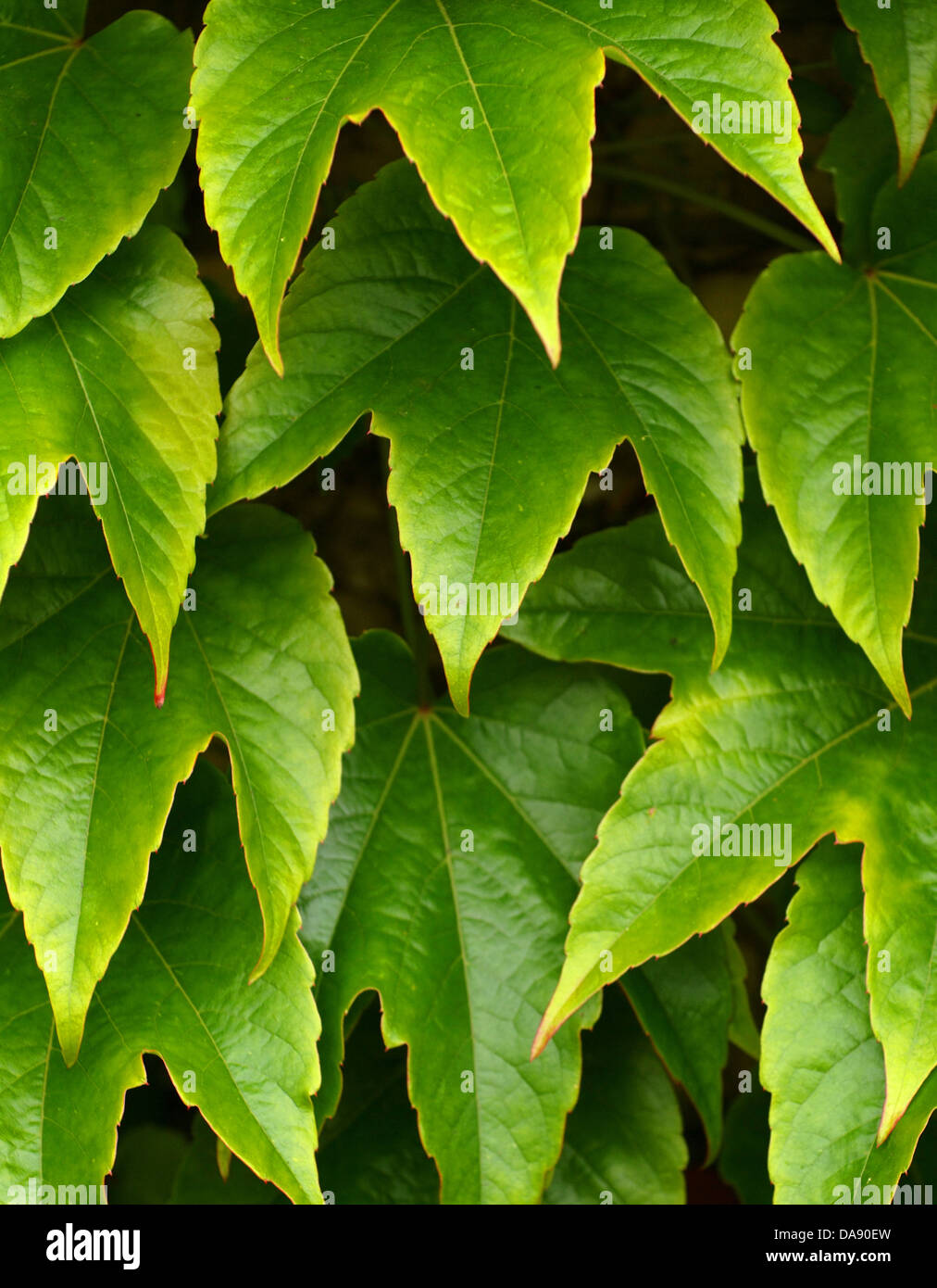 green leaves, three lobed in close-up Stock Photo