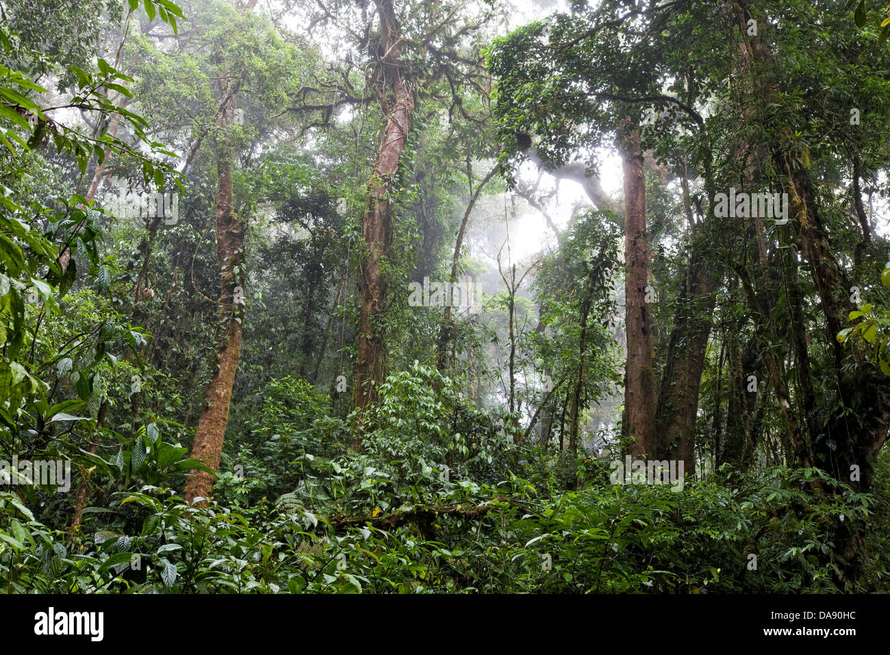 Monteverde Cloud Forest Reserve, Costa Rica Stock Photo