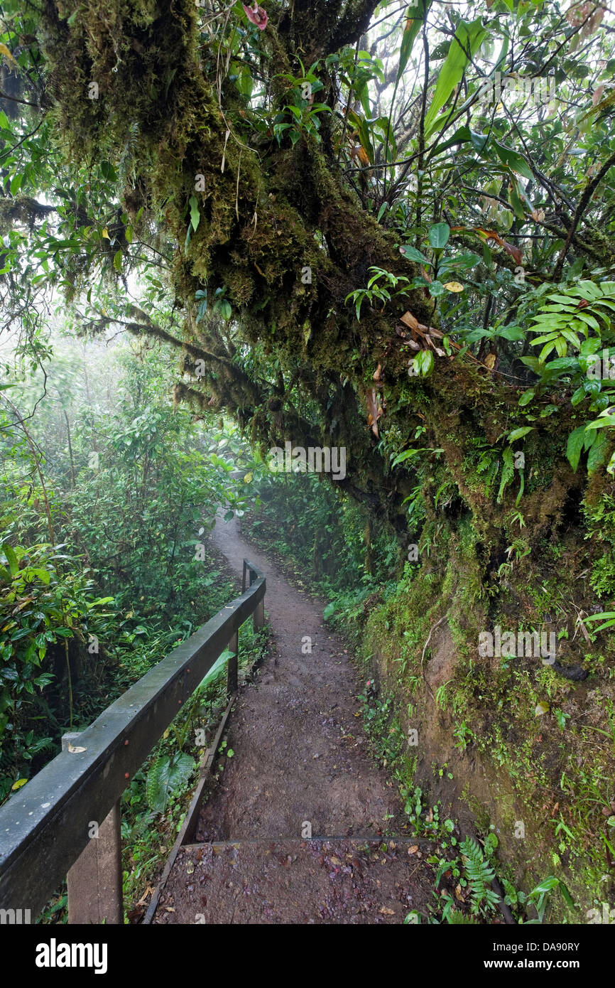 Monteverde Cloud Forest Reserve, Costa Rica Stock Photo