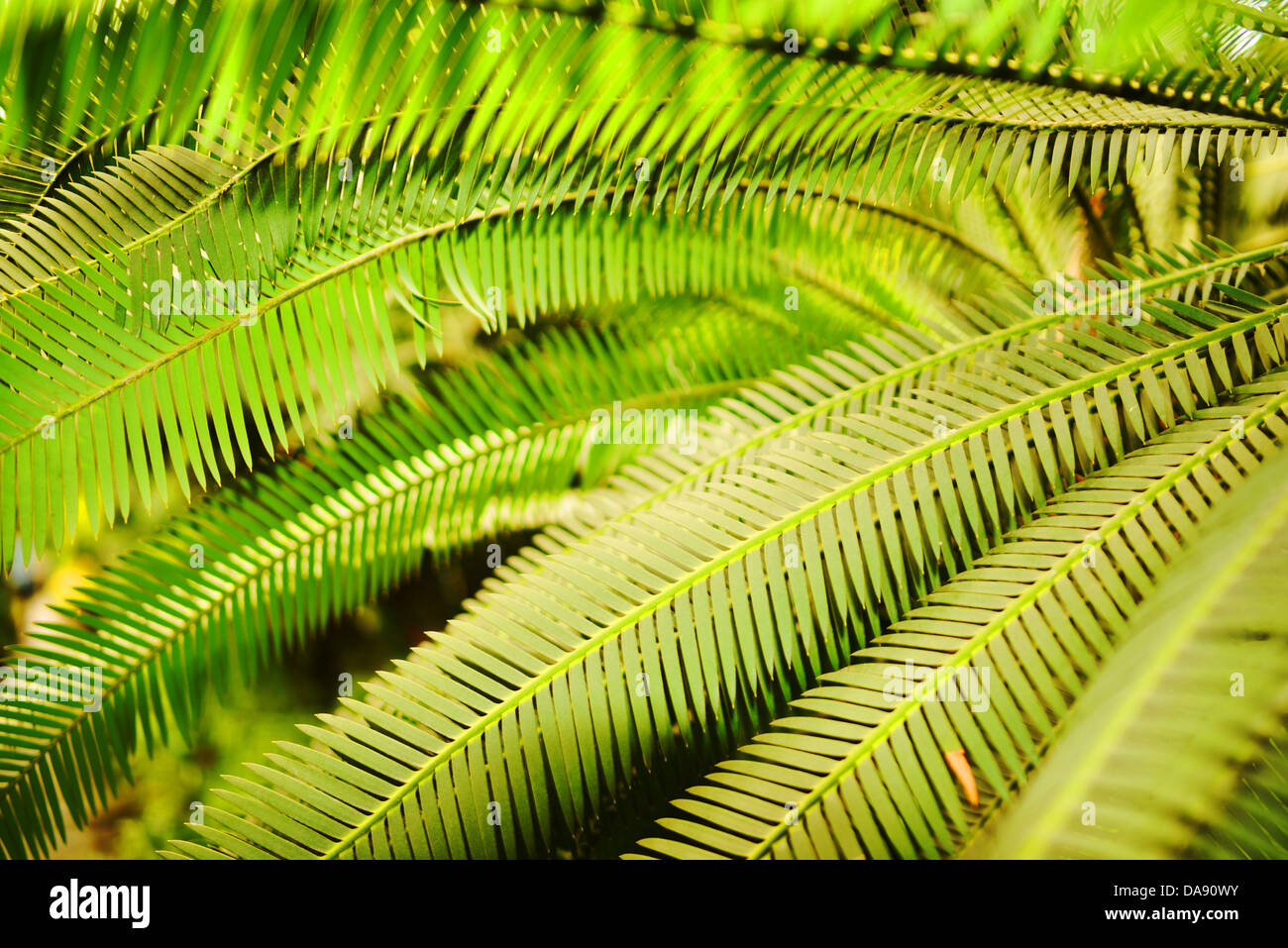Green palm leaves hi-res stock photography and images - Alamy