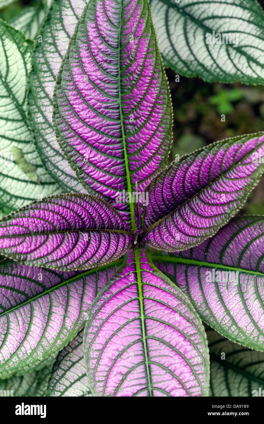 Persian Shield Plant (Strobilanthes dyerianus), Costa Rica Stock Photo