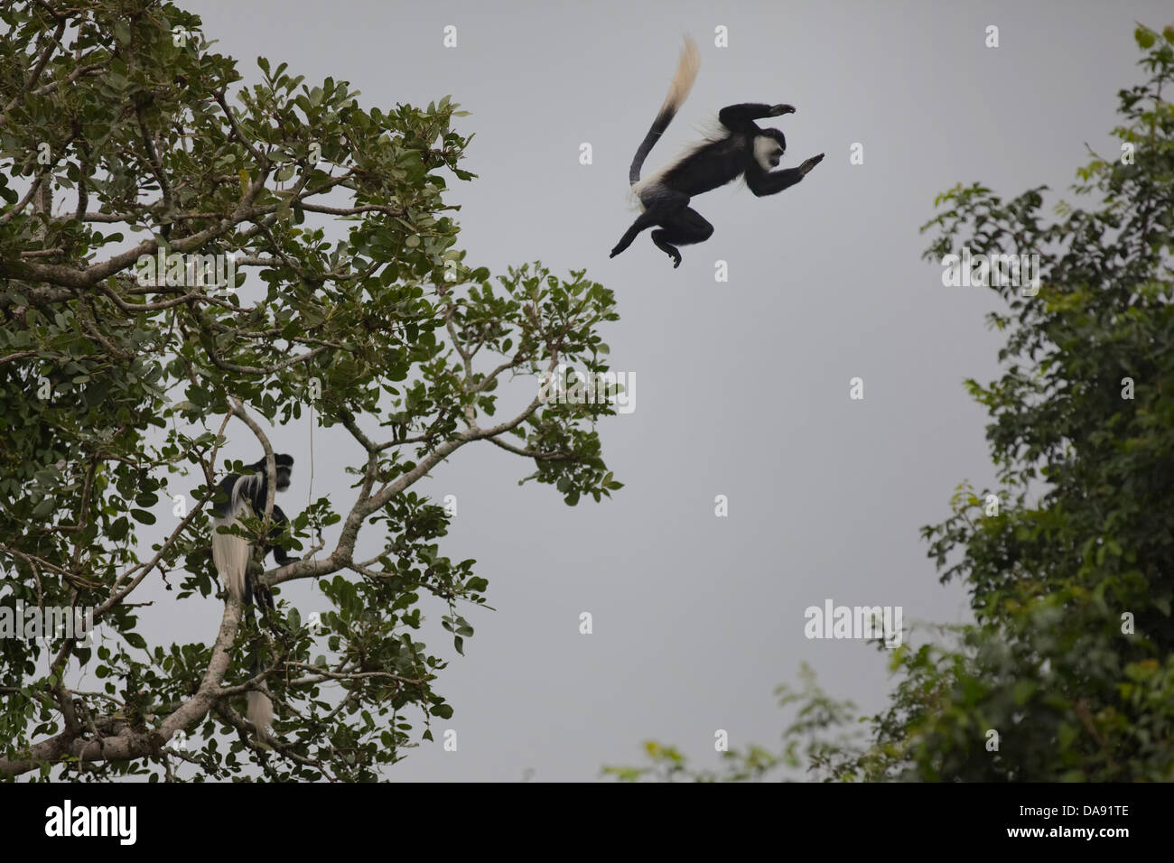 Africa, Uganda, East Africa, black continent, pearl of Africa, Great ...