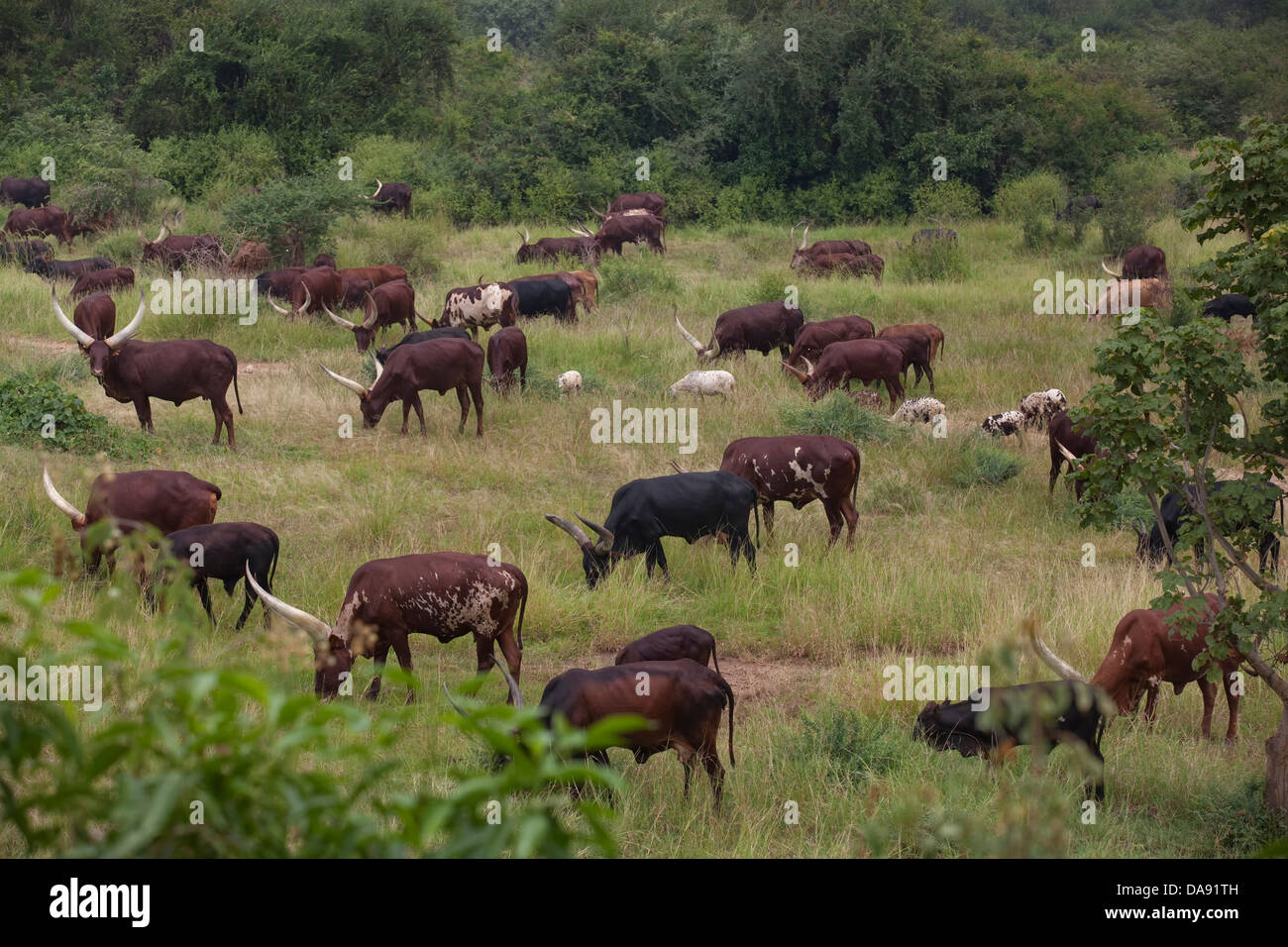 Africa, Uganda, East Africa, black continent, pearl of Africa, Great