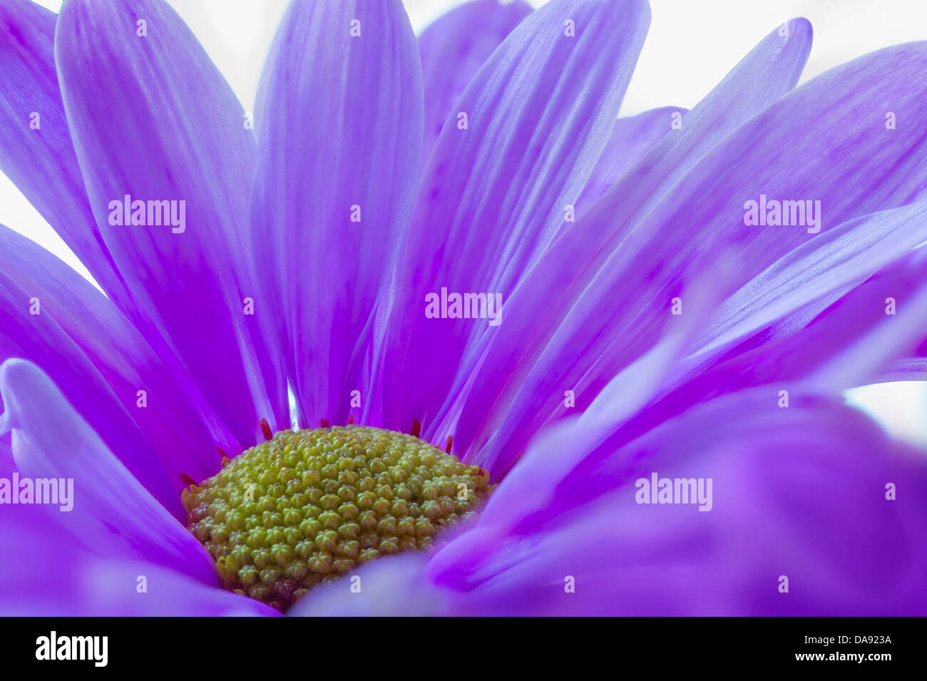 Colorful Purple Daisy Flower Stock Photo