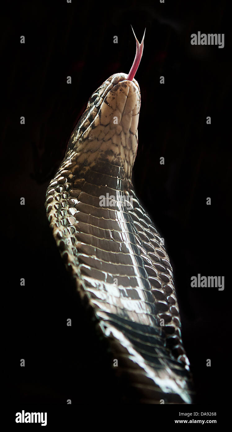 Hooded Forest Cobra snake against black background Stock Photo