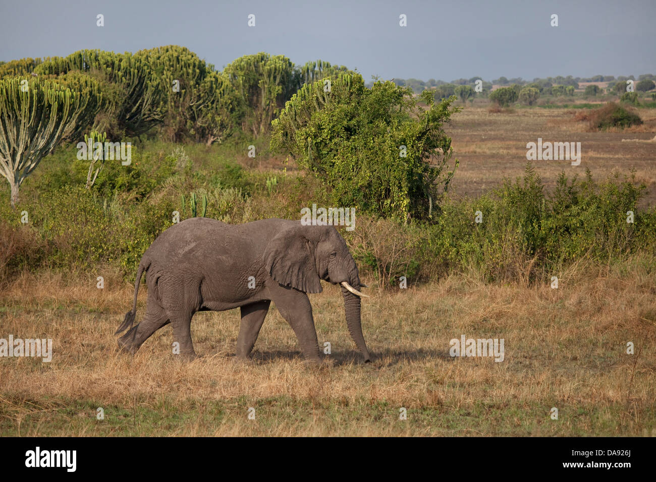 Africa, Uganda, East Africa, black continent, pearl of Africa, Great Rift, Queen Elisabeth, national park, nature, elephant, Afr Stock Photo