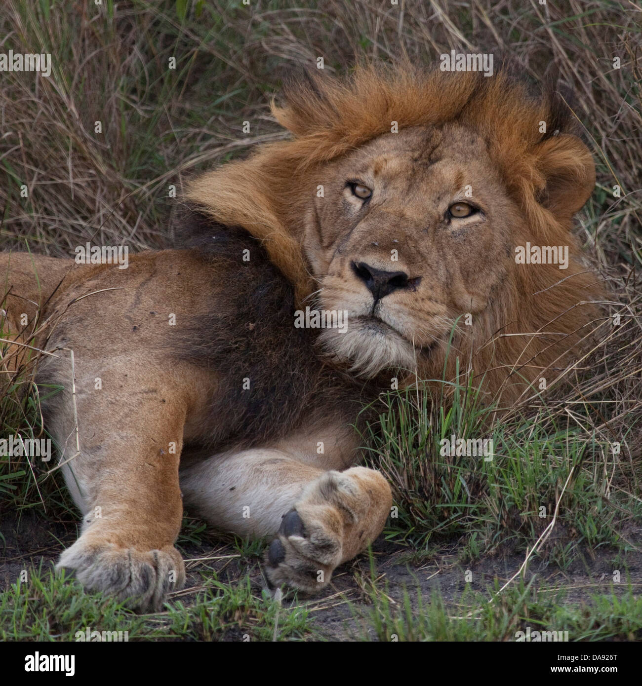 Black continent, pearl of Africa, Great Rift, Queen Elisabeth, national park, nature, lion, lion males, beasts of prey, mammals, Stock Photo