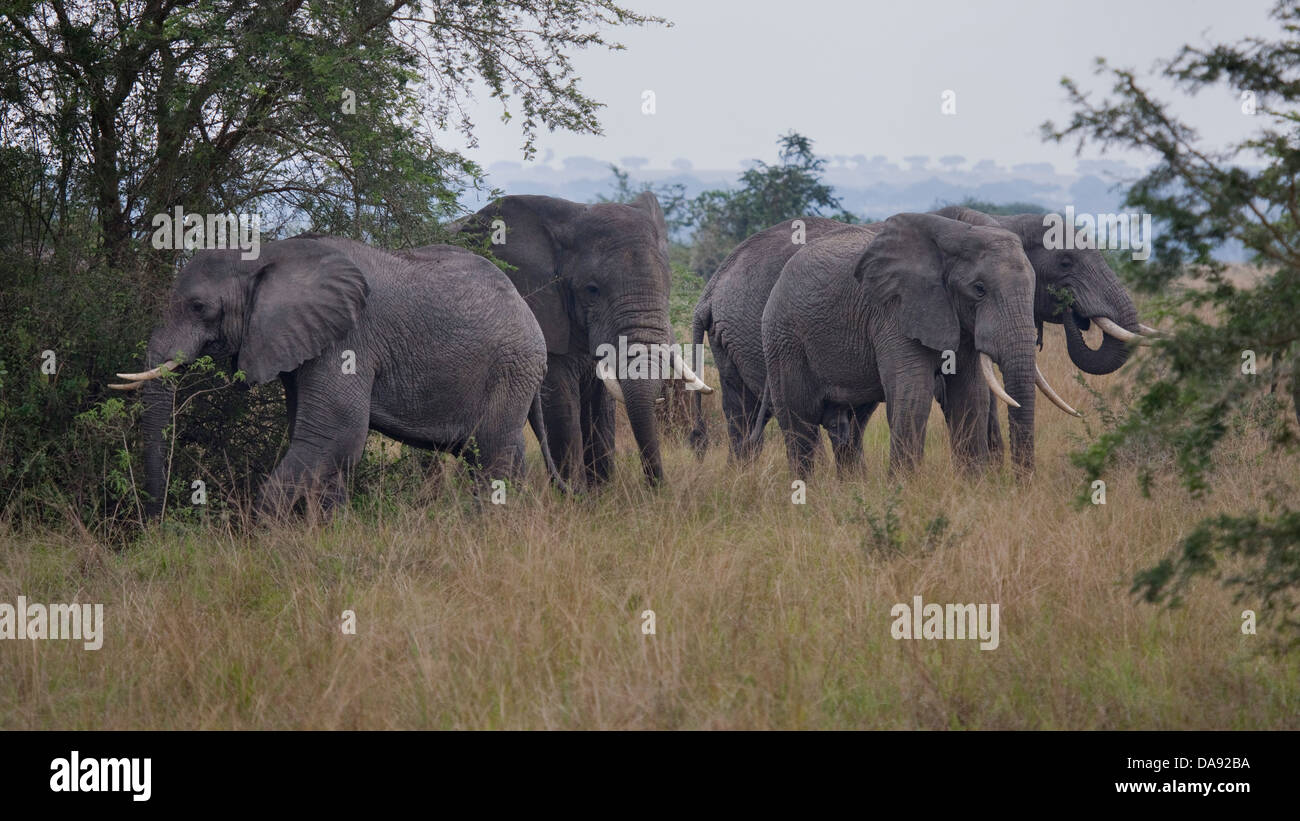 Africa, Uganda, East Africa, black continent, pearl of Africa, Great Rift, Queen Elisabeth, national park, nature, elephant, Afr Stock Photo