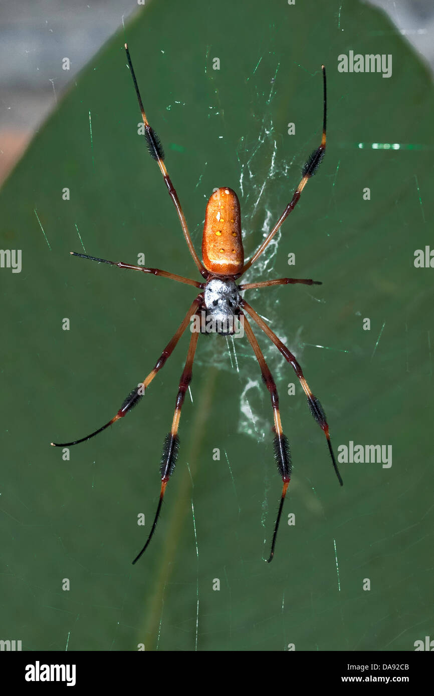 Golden Orb Weaver Spider (nephila ornata), Costa Rica Stock Photo