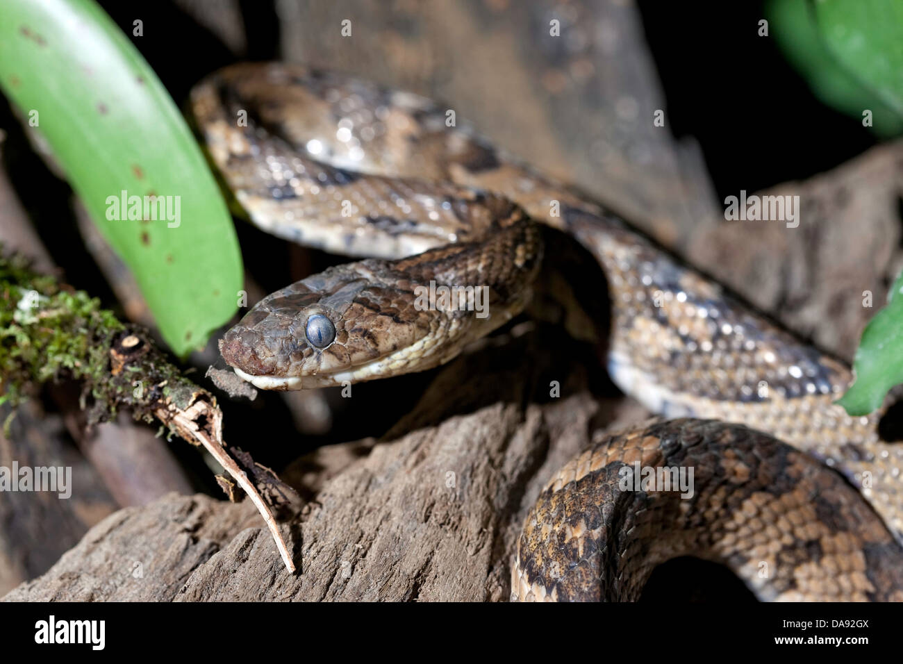 Snake, Costa Rica Stock Photo