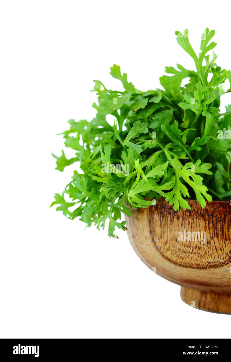 Fresh water cress or garden cress herbs isolated on white background Stock Photo