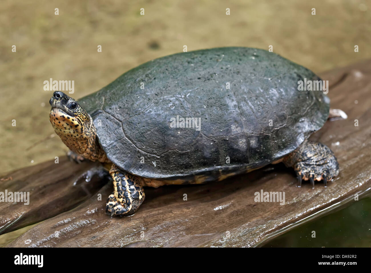 Black River Turtle (rhinoclemmys funerea), Costa Rica Stock Photo