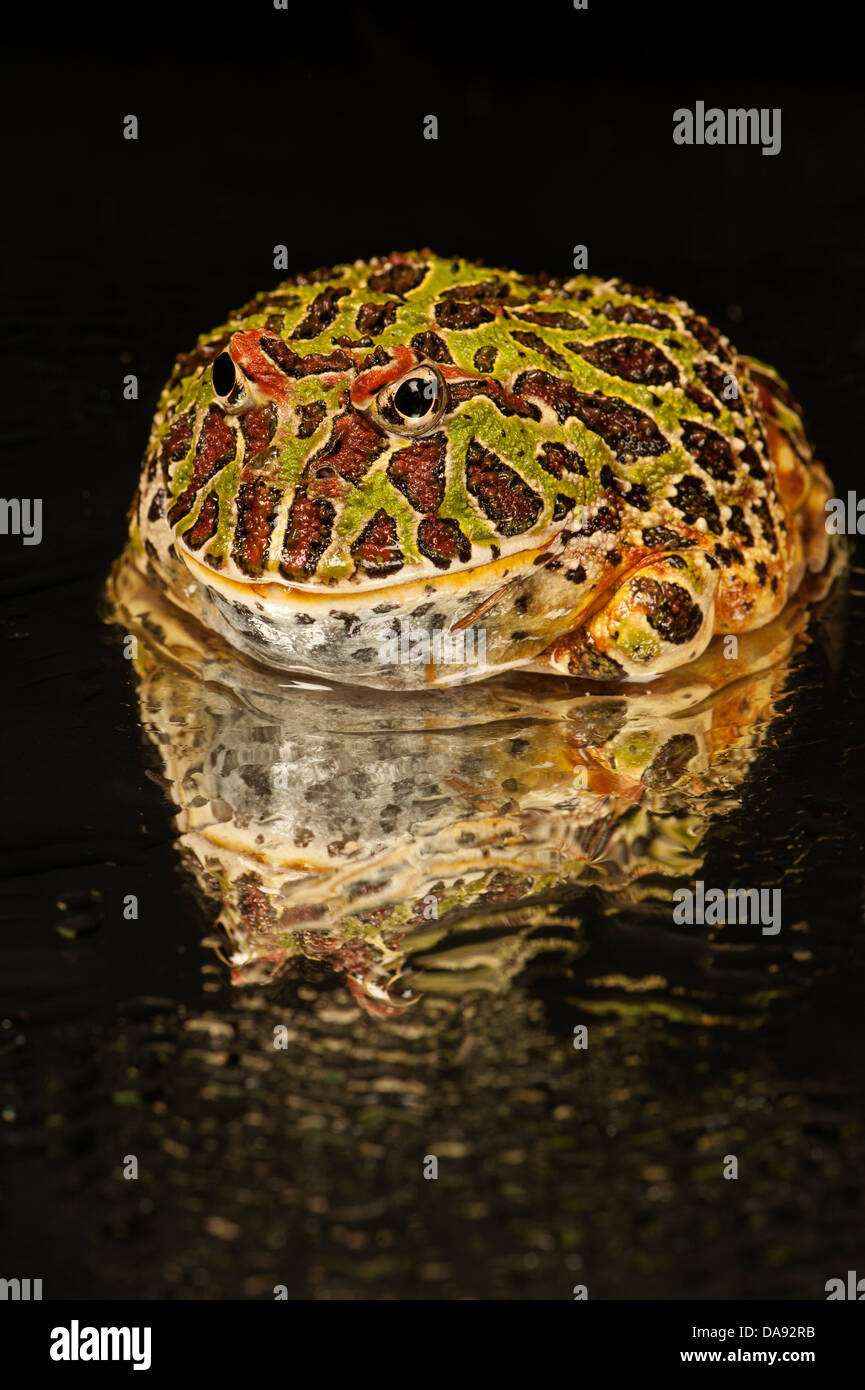 Argentinian Ornate Horned Frog Stock Photo