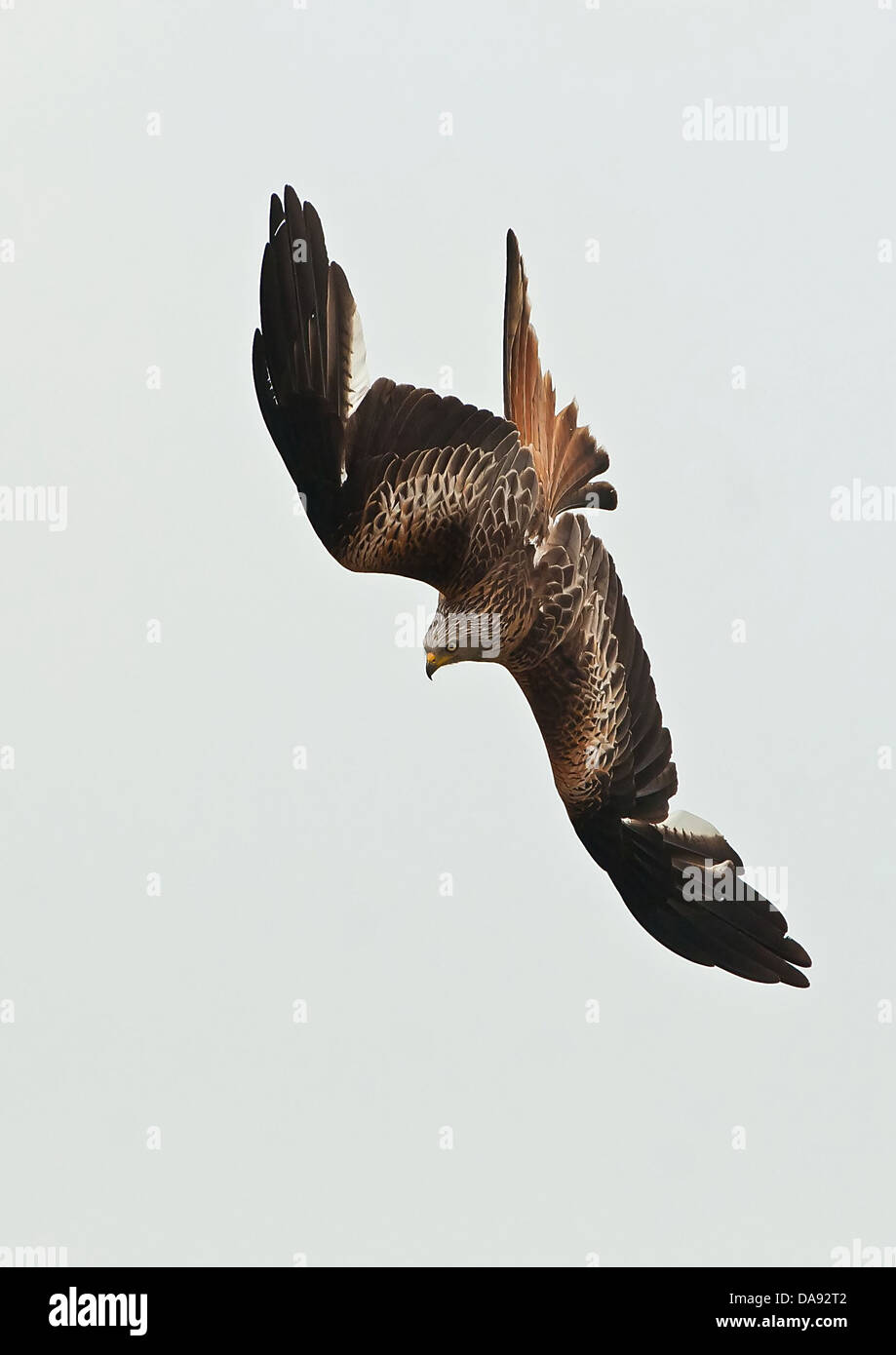 Red Kite diving Stock Photo Alamy