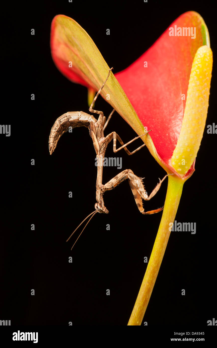 Budwing mantis Mantodea Stock Photo